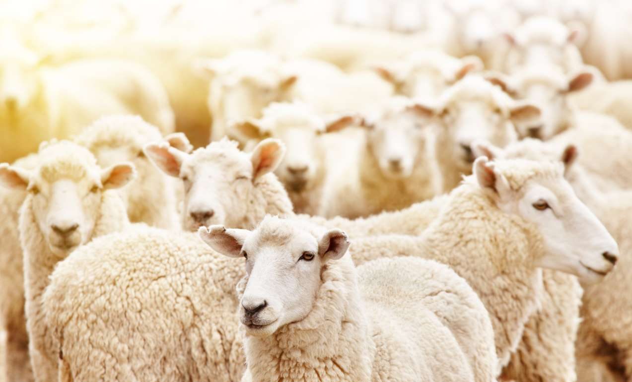 «Καμπανάκι» για την ευλογιά των προβάτων – Τι σχεδιάζει το υπουργείο