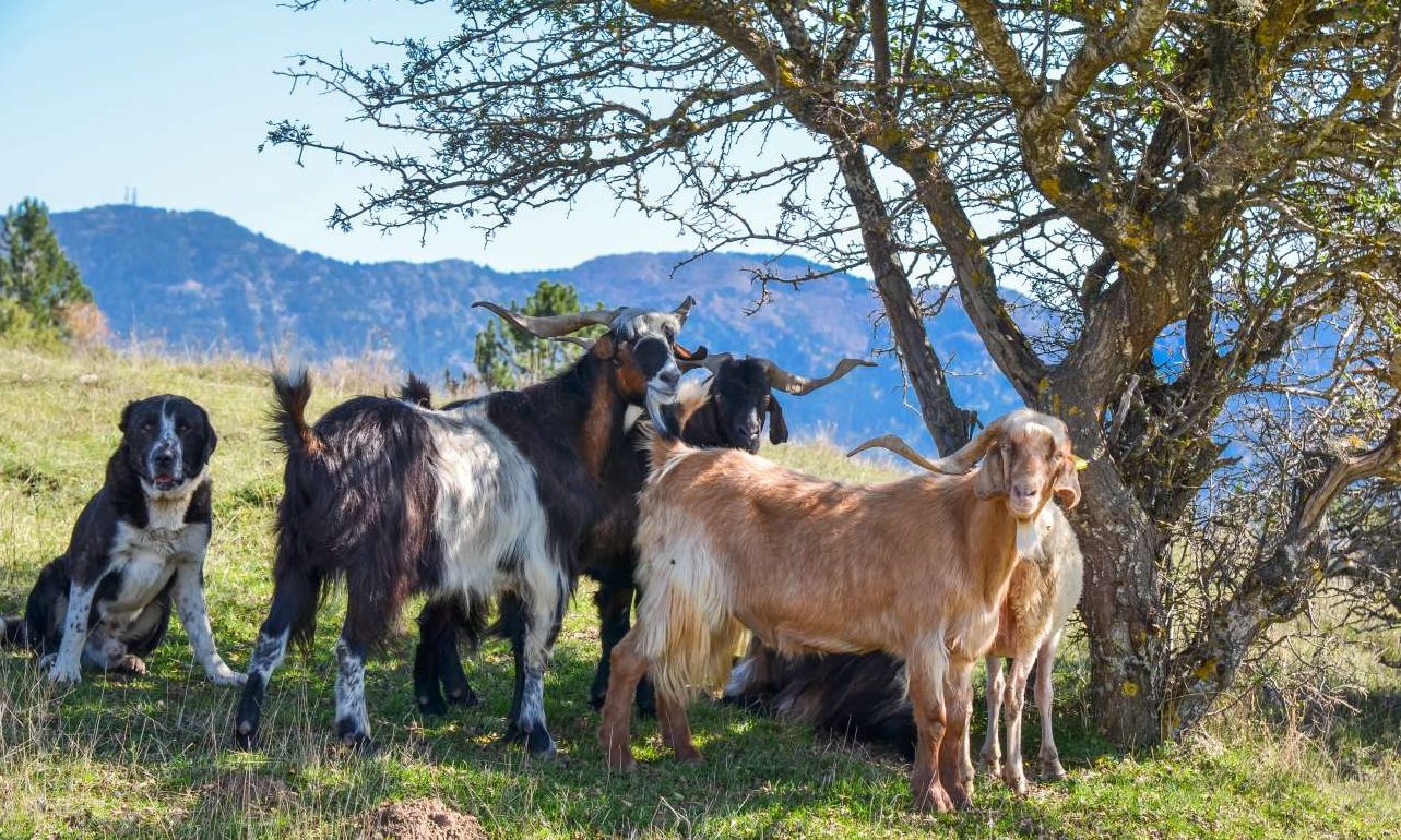 Αποζημιώσεις 20 εκατ. στους κτηνοτρόφους λόγω ευλογιάς