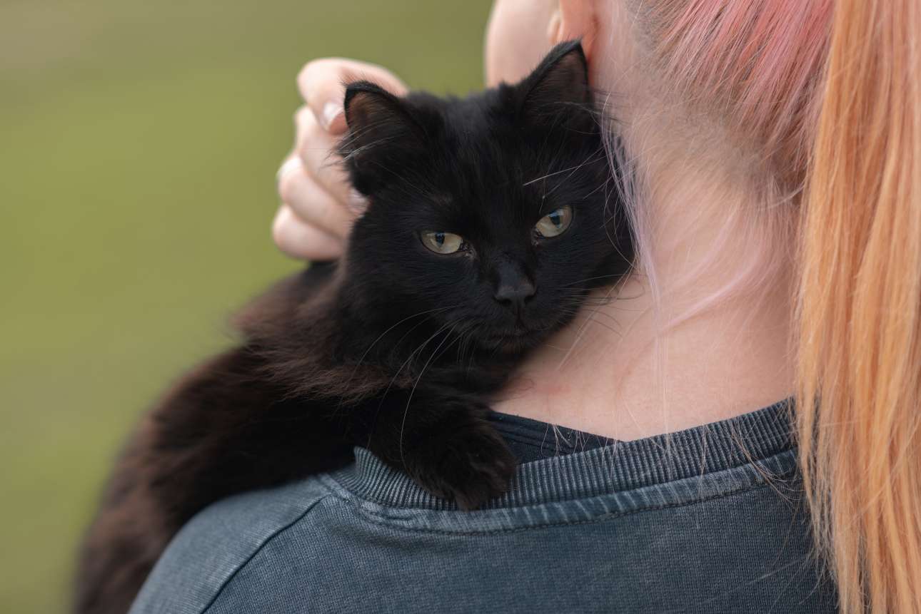 Ισπανική πόλη απαγορεύει την υιοθεσία μαύρων γάτων την περίοδο του Halloween