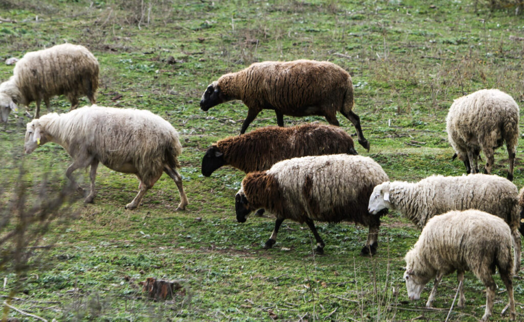 Νέο καθεστώς κατανομής βοσκοτόπων – τέλος στην «τεχνική λύση», τι προβλέπει ΚΥΑ
