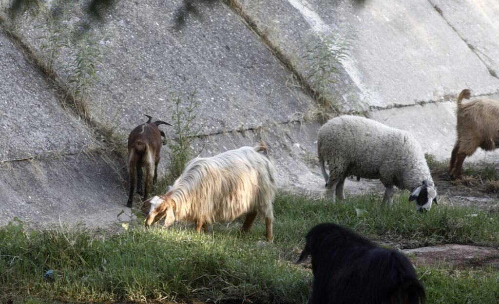 Ευλογιά αιγοπροβάτων: Κατεπείγουσα έρευνα για παραβιάσεις των μέτρων πρόληψης