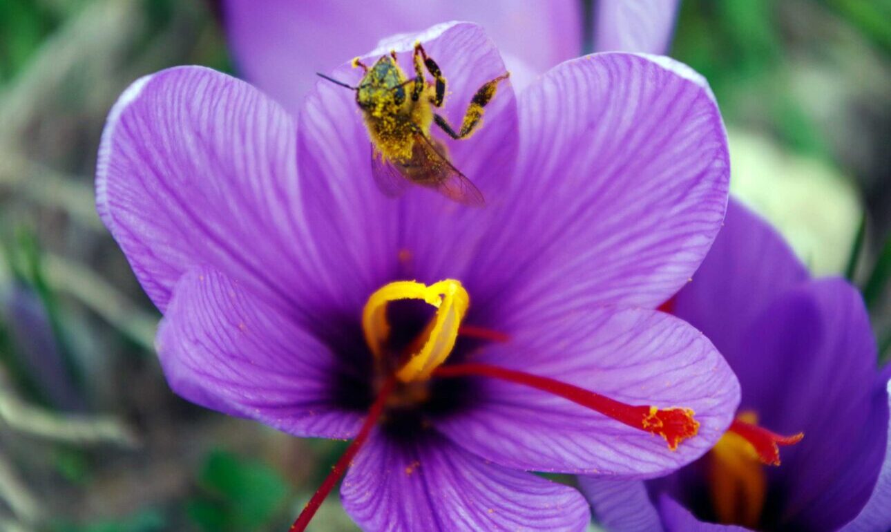 Κοζάνη: Οι ειδικοί του κρόκου κάνουν τα «μαγικά» τους