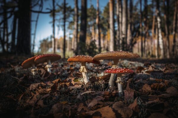 Θεσσαλονίκη: Δηλητηρίαση από μανιτάρια οδηγεί ζευγάρι σε μεταμόσχευση ήπατος