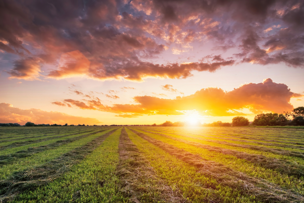 Ψάχνοντας το όραμα στα χωράφια