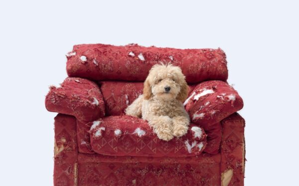 ΕΟΔΥ: Χιλιάδες οι επιθέσεις σκύλων κάθε χρόνο στη χώρα