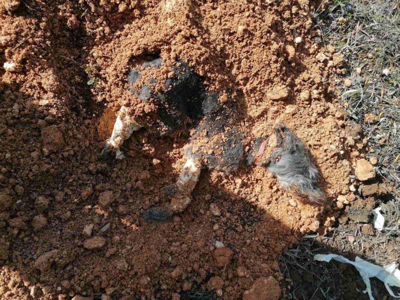 Εθαψε ζωντανό τον σκύλο του! ΕΛ.ΑΣ: «Είναι να αναρωτιέσαι ποιος έχει δύο και ποιος τέσσερα πόδια»